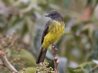  - Dusky-chested Flycatcher