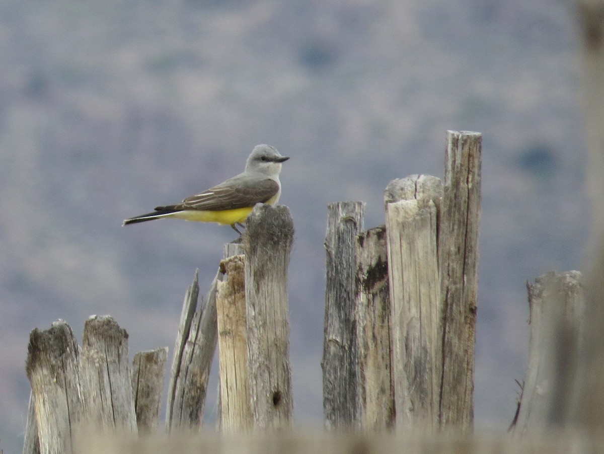 eBird Checklist - 24 Apr 2024 - Rodeo (town) - 10 species