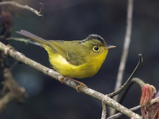 Whistler's Warbler - Phylloscopus whistleri - Birds of the World