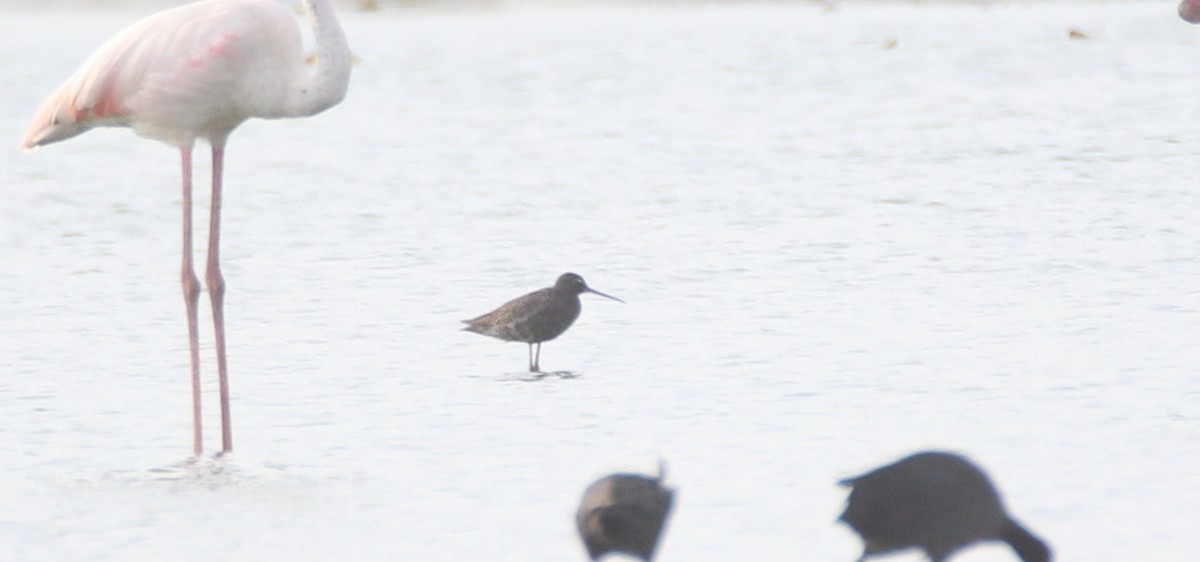 Spotted Redshank - ML62032601