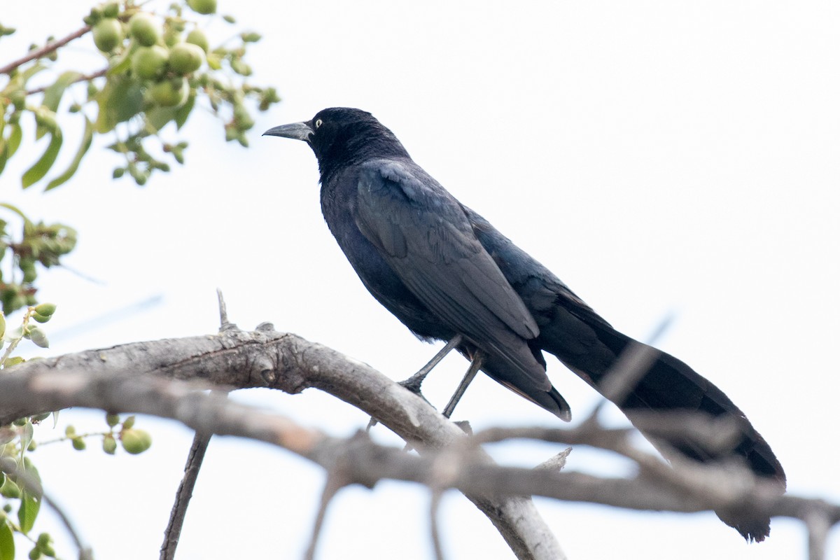 Great-tailed Grackle - ML62032811