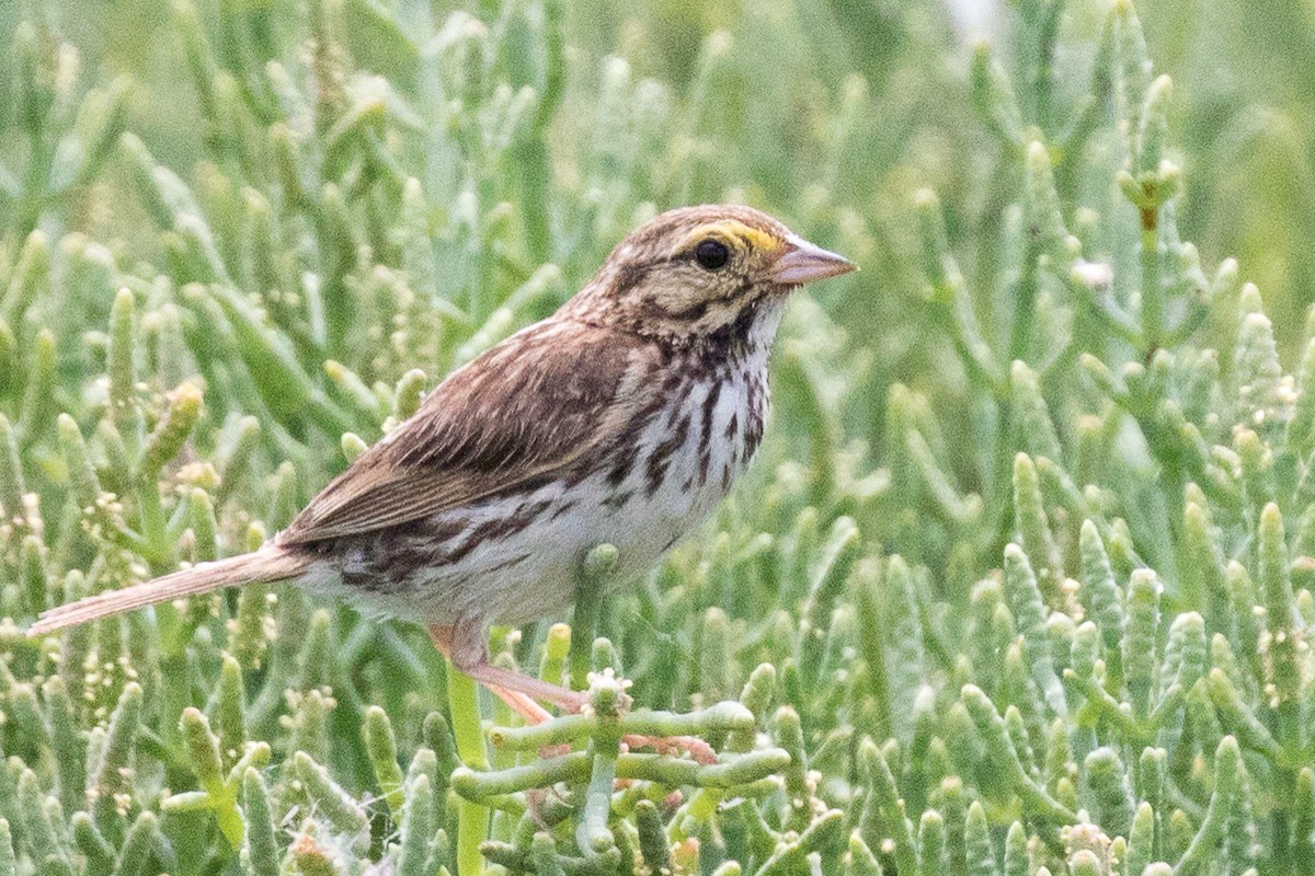 Savannah Sparrow - ML62032821