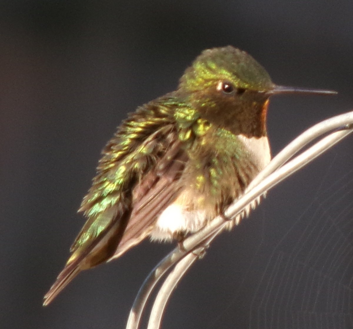 eBird Checklist - 12 Jun 2024 - Frank Lyne's Farm (Private) stakeout ...