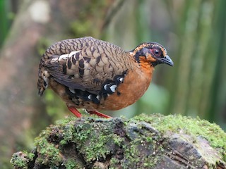  - Red-breasted Partridge