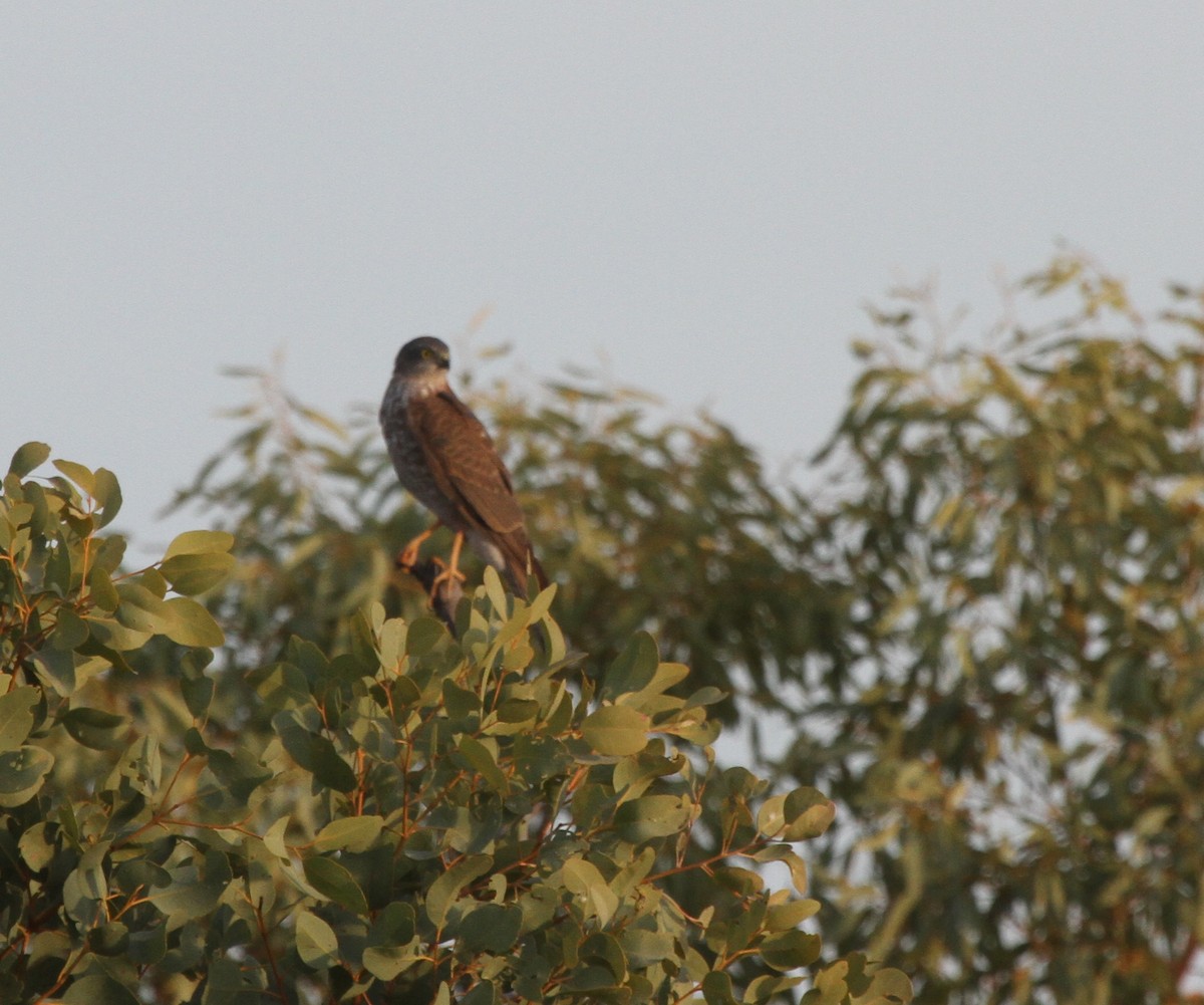 Collared Sparrowhawk - ML62035341