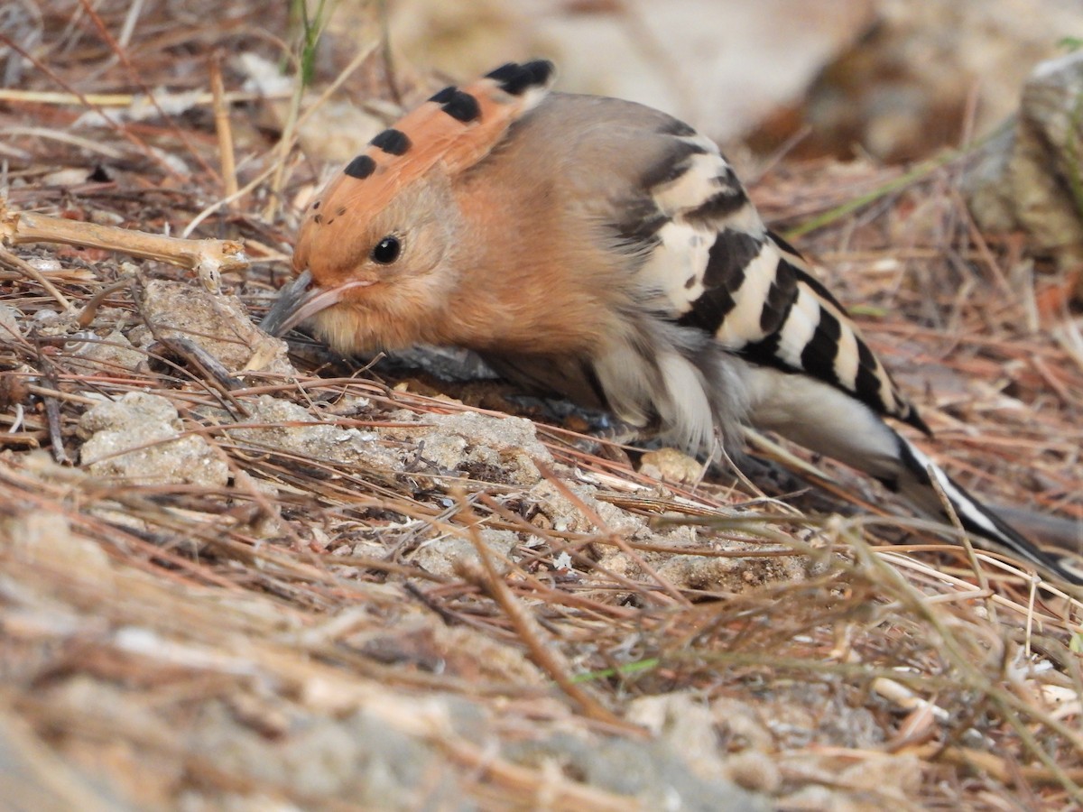 Israel Breeding Bird Atlas Checklist 13 Jun 2024 הגן הבוטני 17