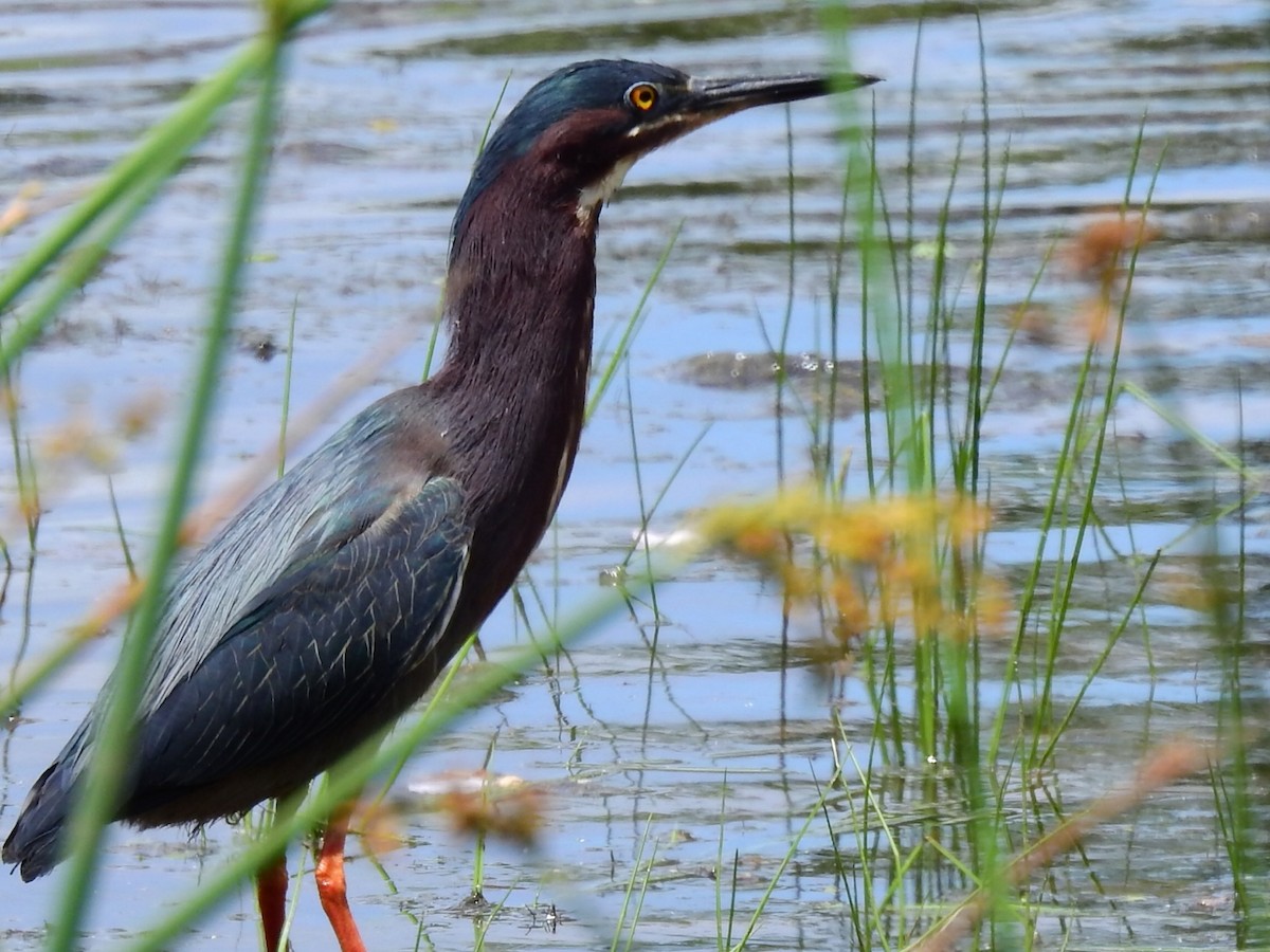 eBird Checklist 11 Jun 2024 Lake Vista Forest, Bedford County VA