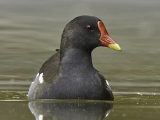 Үйдегі секс кештері