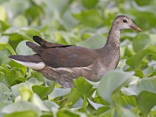 Апаймен секс видеосы