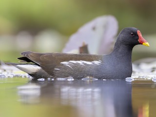 Түнгі көйлек киген сұлулар