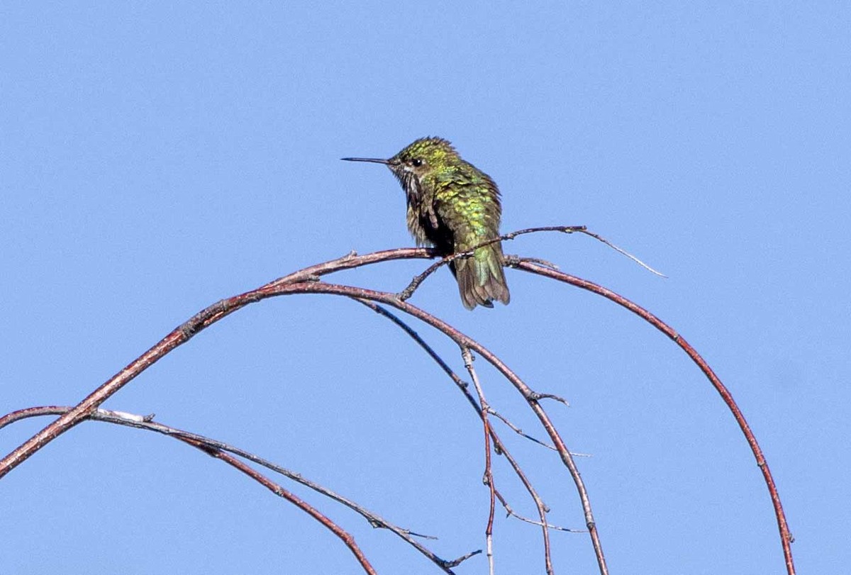 eBird Checklist - 12 Jun 2024 - Conboy NWR--Visitor Center Headquarters ...