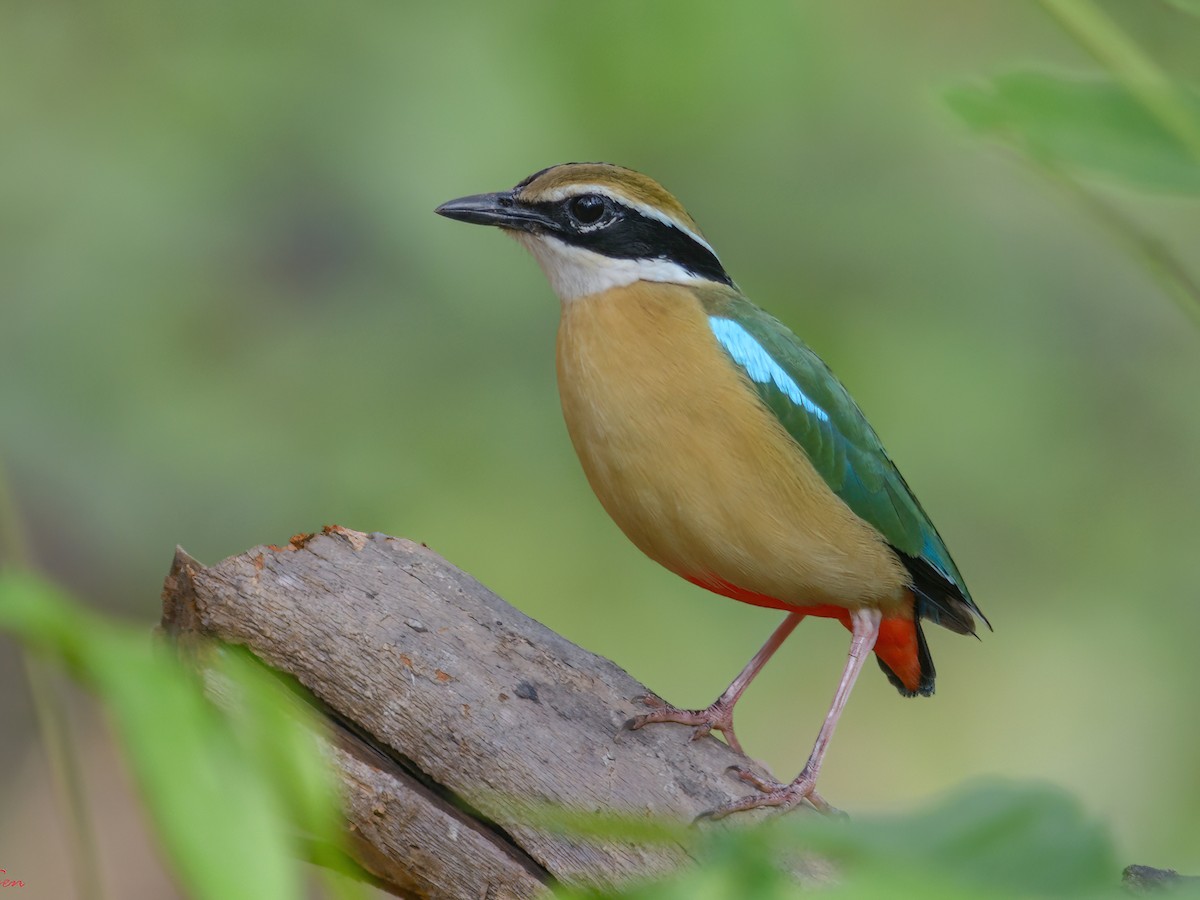 Indian Pitta - Pitta brachyura - Birds of the World