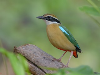  - Indian Pitta