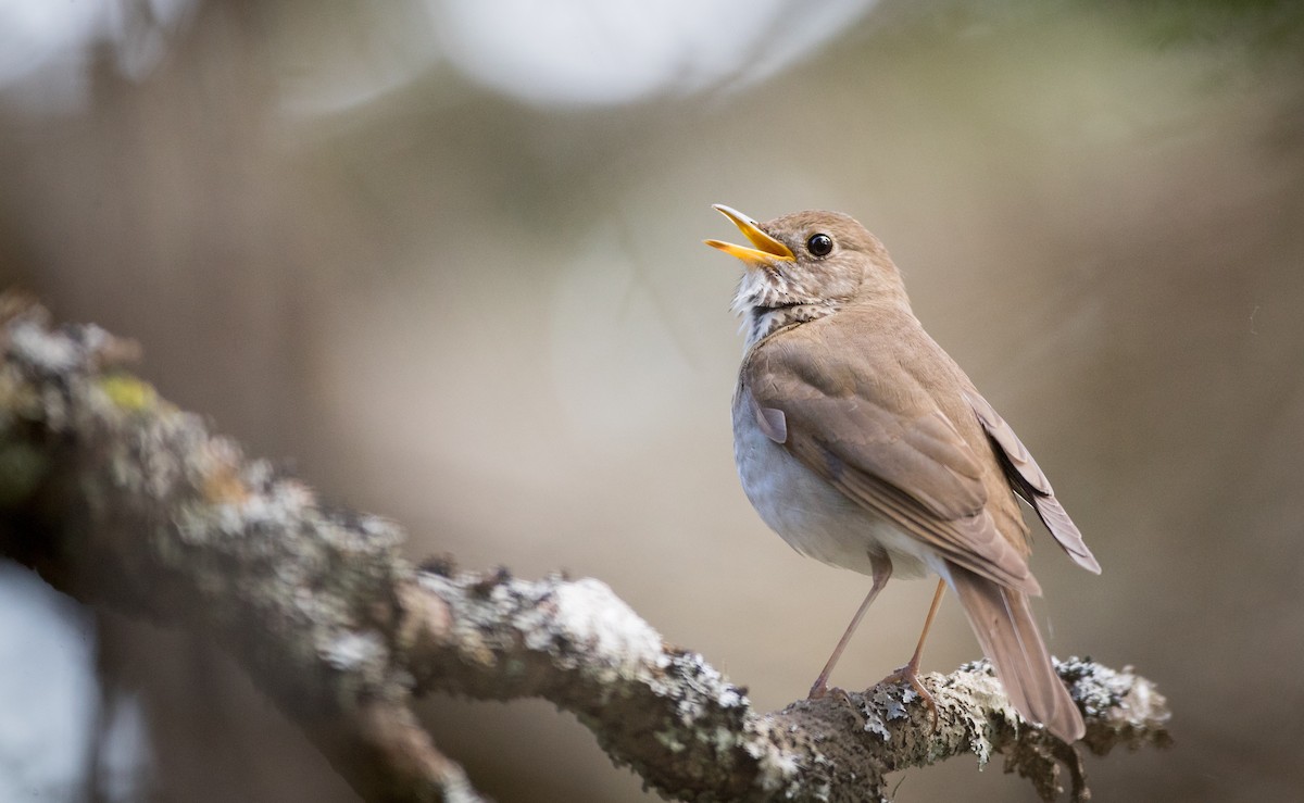 Bicknell's Thrush - ML62039821