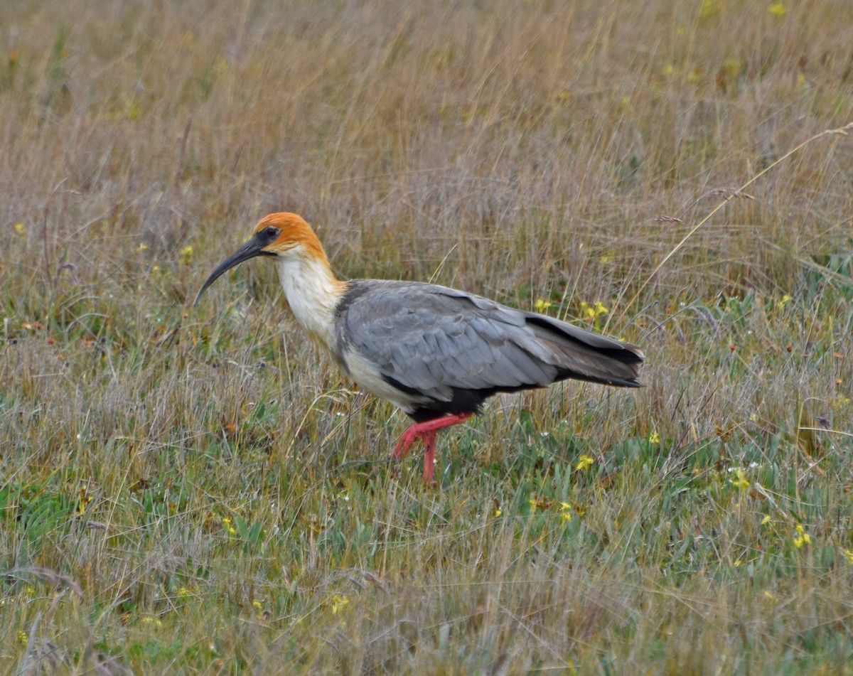 Andean Ibis - John Bruin