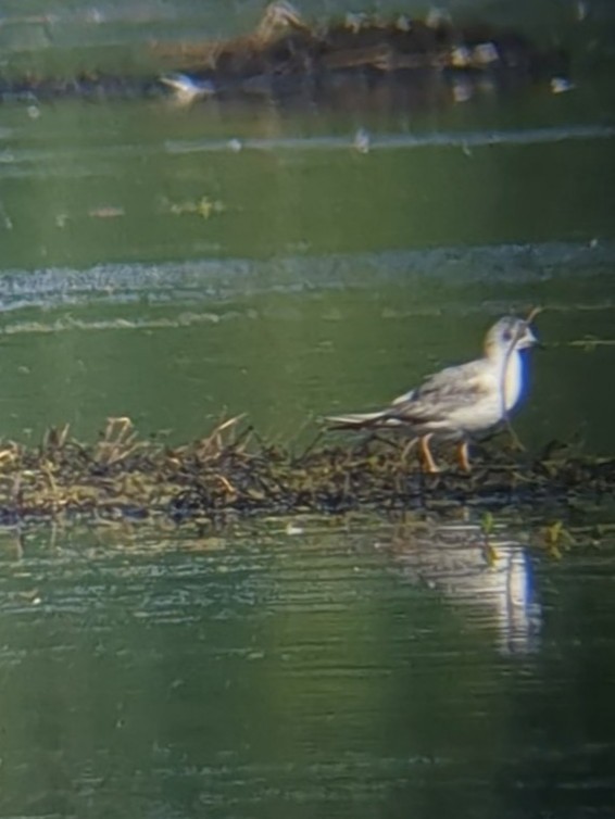 eBird Checklist - 14 Jun 2024 - Smith and Bybee Lakes--Wetland ...