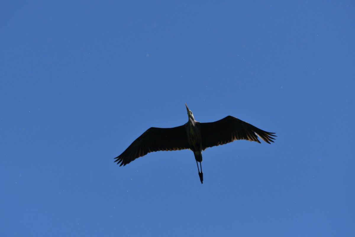 eBird Checklist 14 Jun 2024 RN de PointeYamachiche 28 species