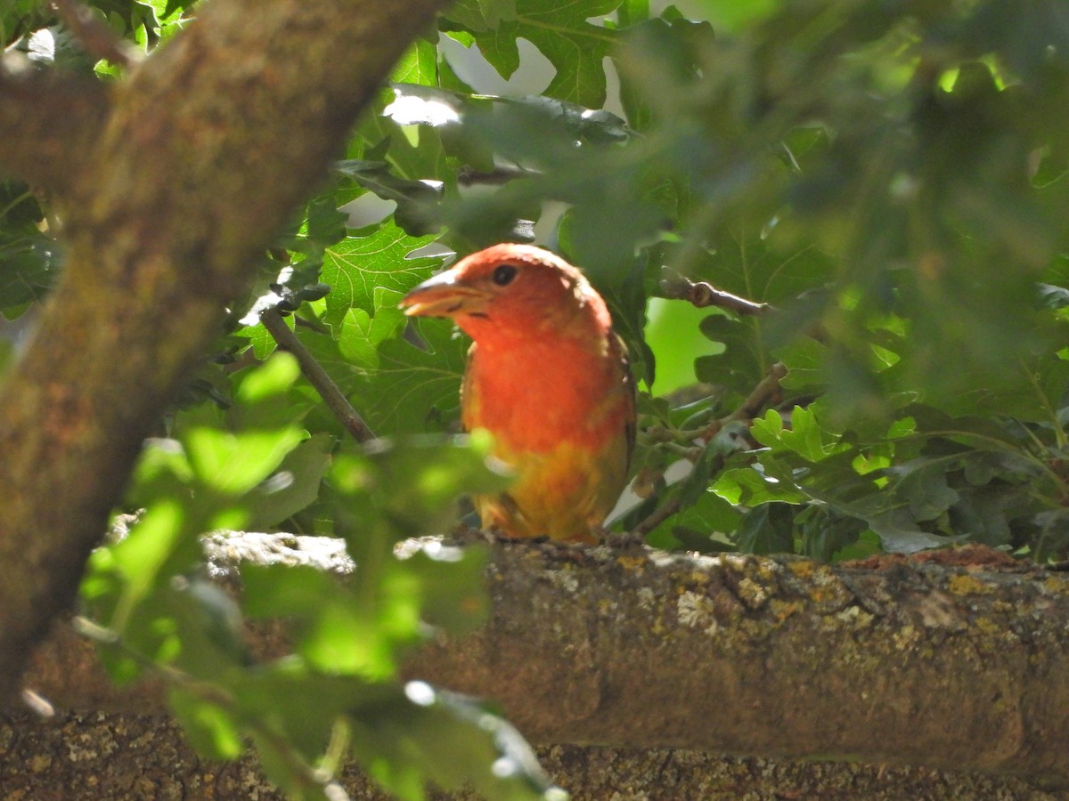 eBird Checklist - 14 Jun 2024 - Putah Creek Riparian Reserve (YOL Co ...