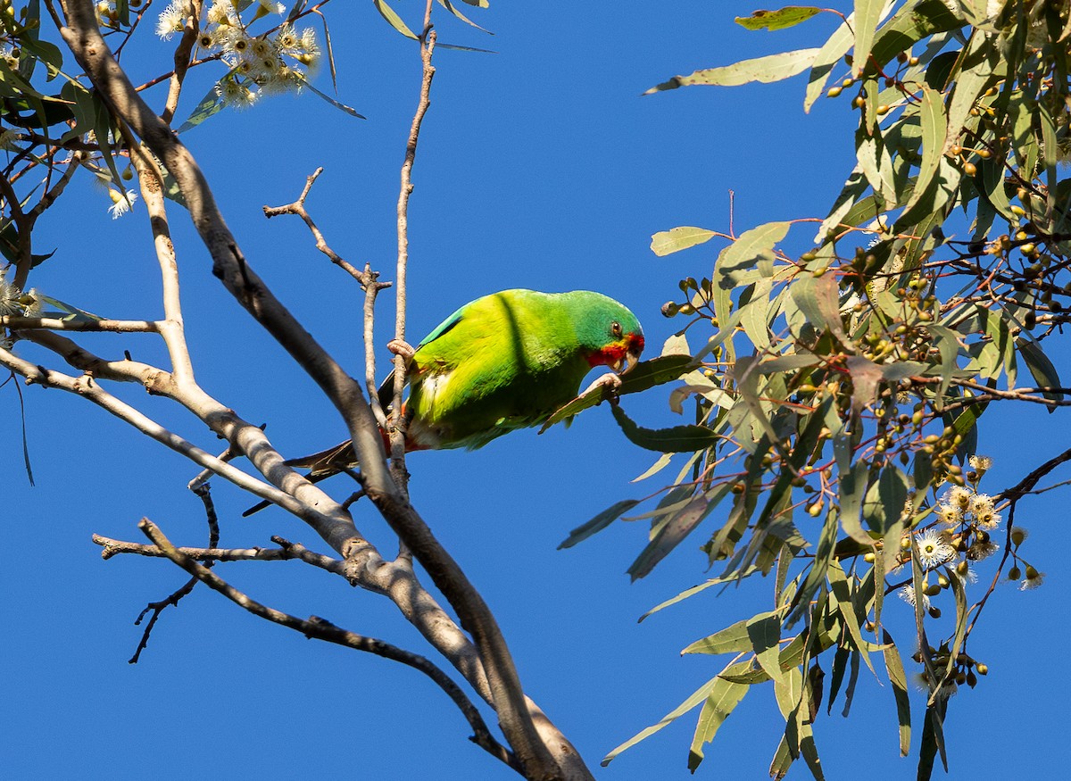 eBird Checklist - 15 Jun 2024 - Tobruk Memorial Dr, Rangeville AU-QLD ...