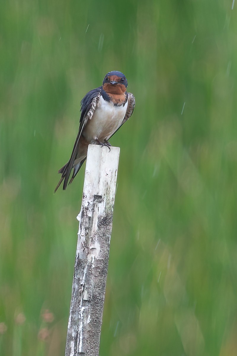 eBird Checklist - 6 Jul 2022 - Blackwater NWR--Observation Point - 8 ...