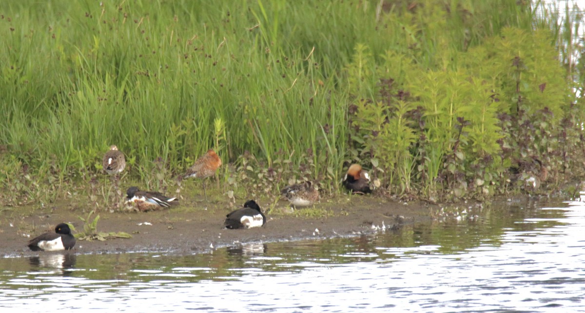 eBird Checklist - 11 Jun 2024 - WWT Welney Wetland Centre - 32 species