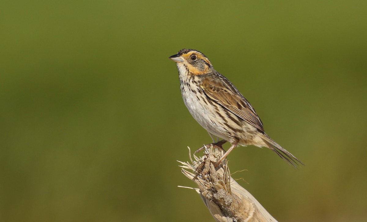 Saltmarsh Sparrow - ML62044531