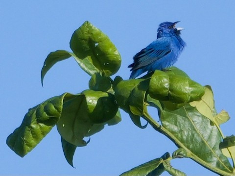 Indigo Bunting - Roger Horn