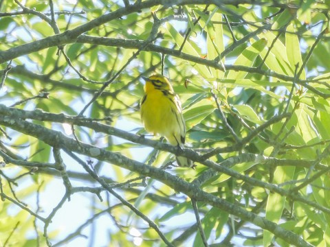 Prairie Warbler - Roger Horn