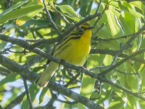 Prairie Warbler - Roger Horn