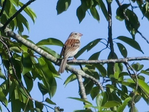 Field Sparrow - Roger Horn