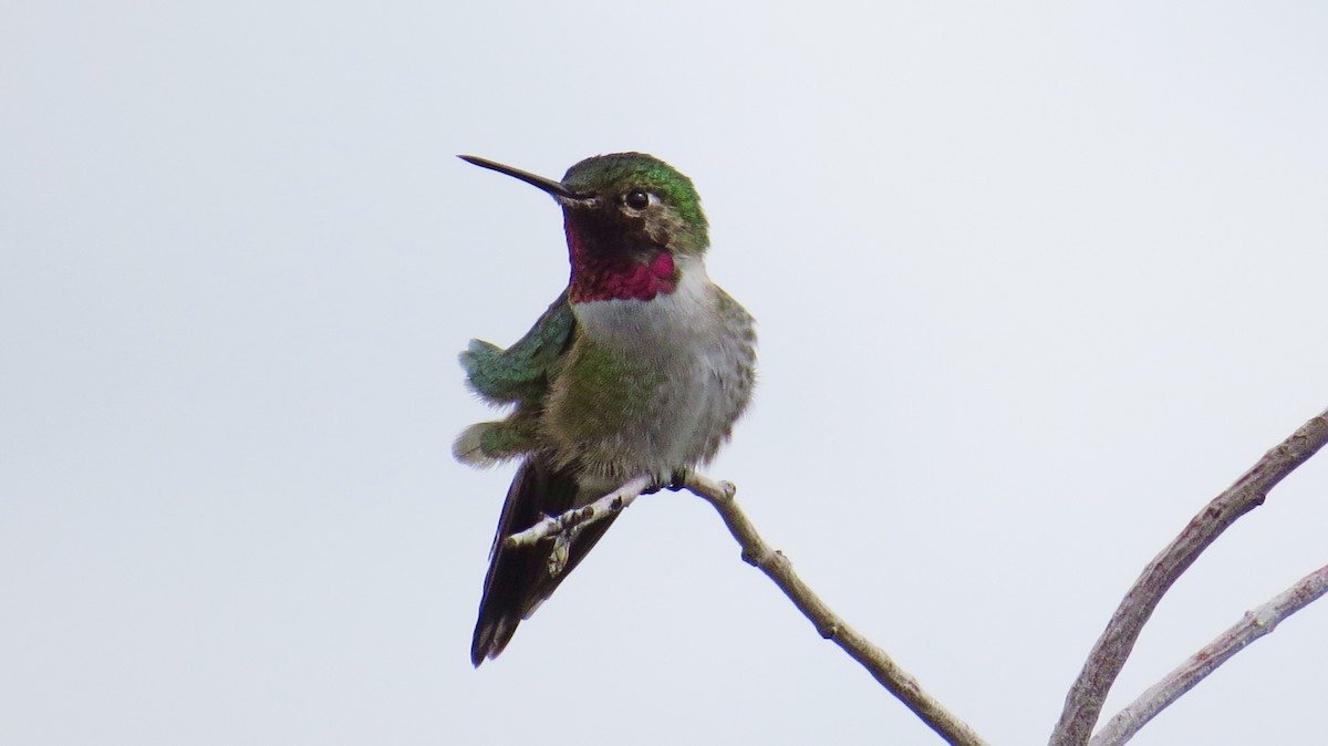 Broad-tailed Hummingbird - Mike Hearell