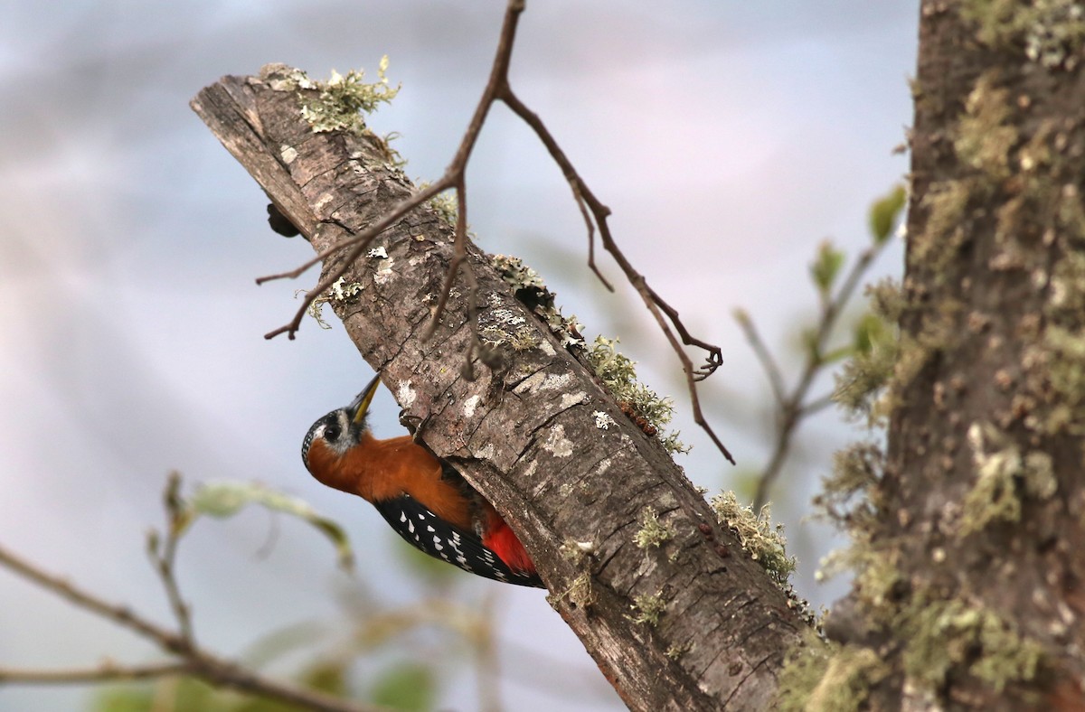 Rufous-bellied Woodpecker - Peter Hosner