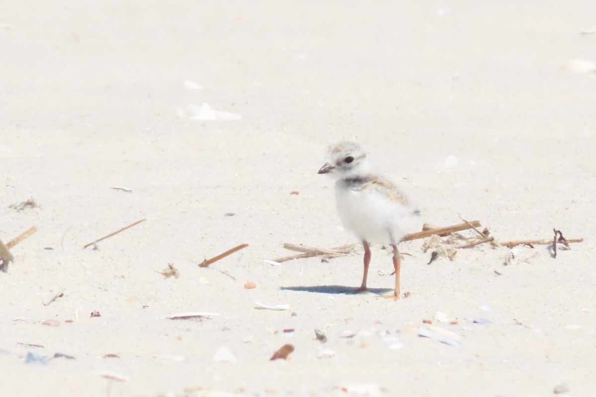 eBird Checklist - 15 Jun 2024 - Jones Beach SP--West End 2 - 18 species