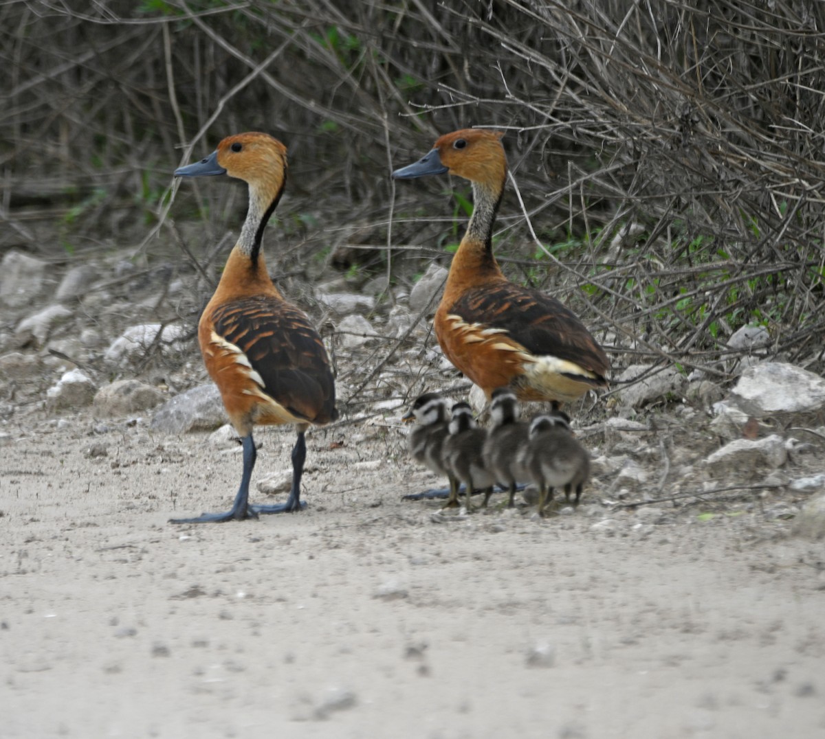 eBird Checklist 15 Jun 2024 Atlantic Sugar Mill 14 species