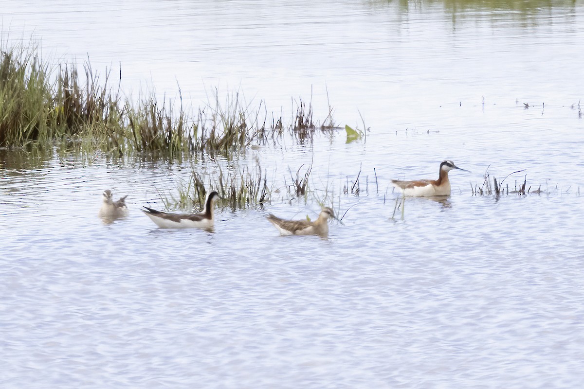 Ebird Checklist Jun Boundary Bay Th Nd Sts Delta Species