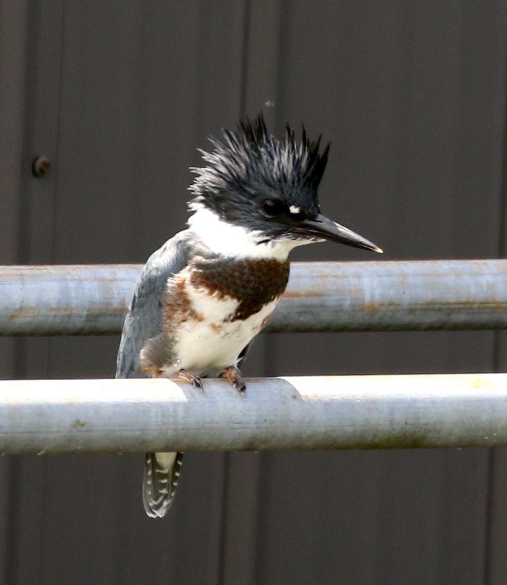 Belted Kingfisher - ML62046991