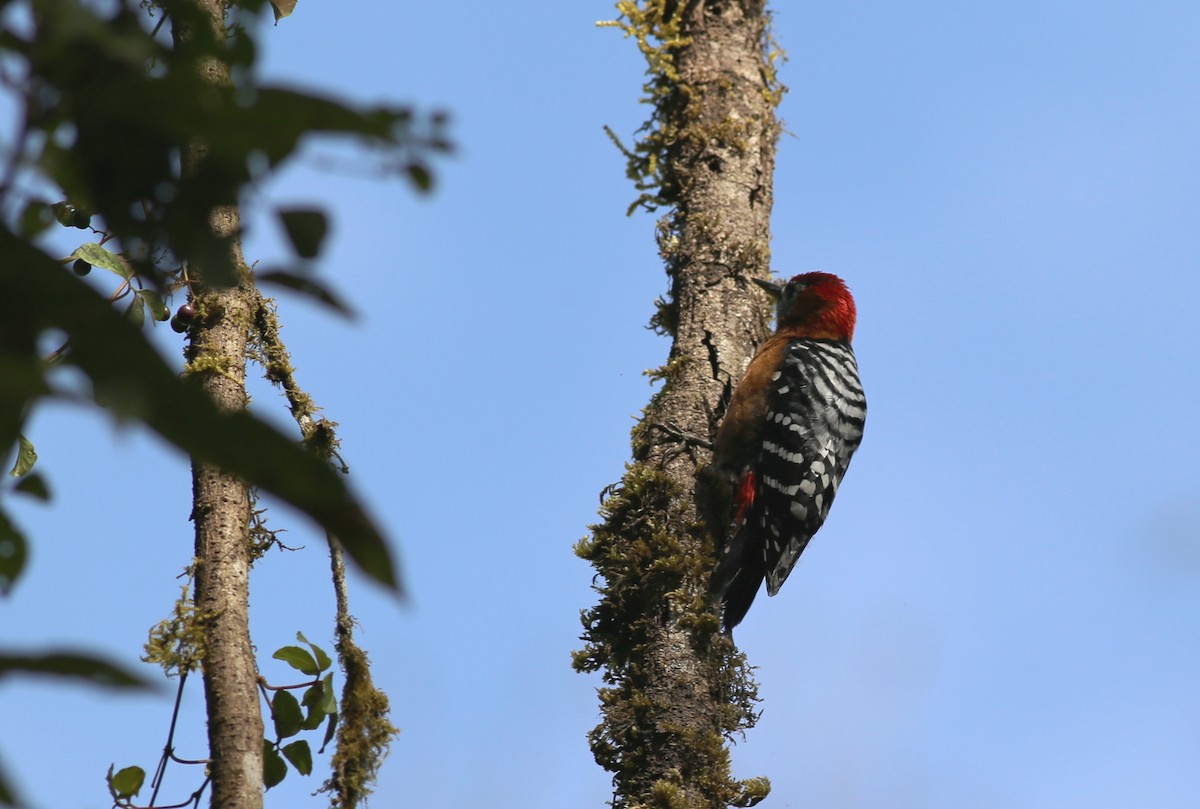 Rufous-bellied Woodpecker - ML62047491