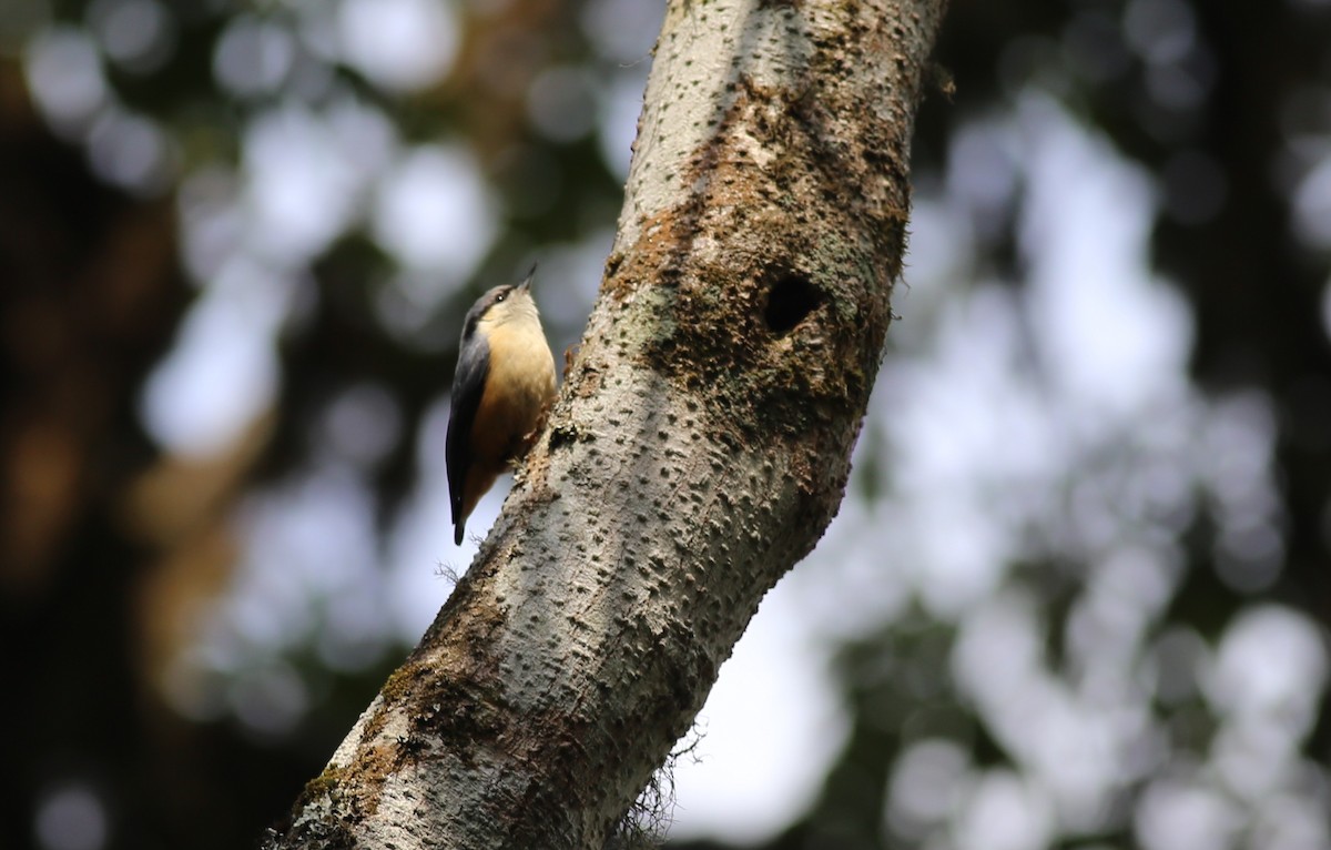 White-tailed Nuthatch - ML62047651