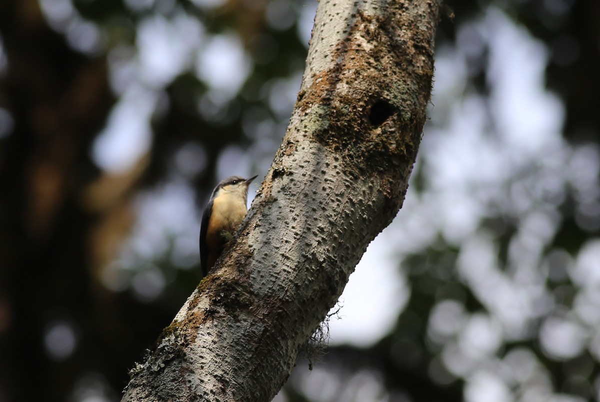 White-tailed Nuthatch - ML62047661