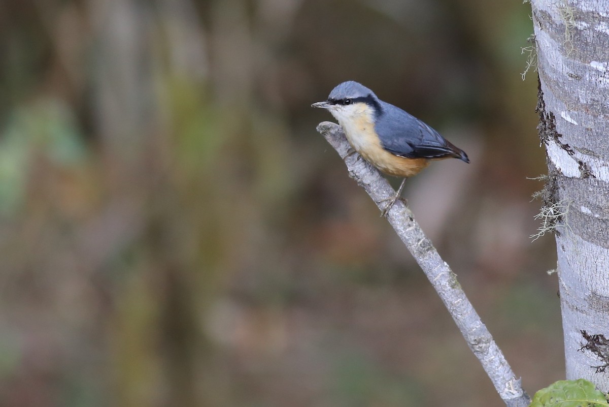 White-tailed Nuthatch - ML62048331