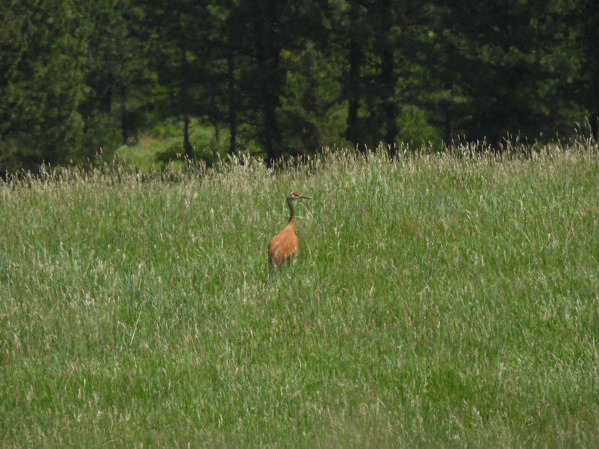 eBird Checklist - 15 Jun 2024 - High Valley Road, Cascade, Idaho, US ...