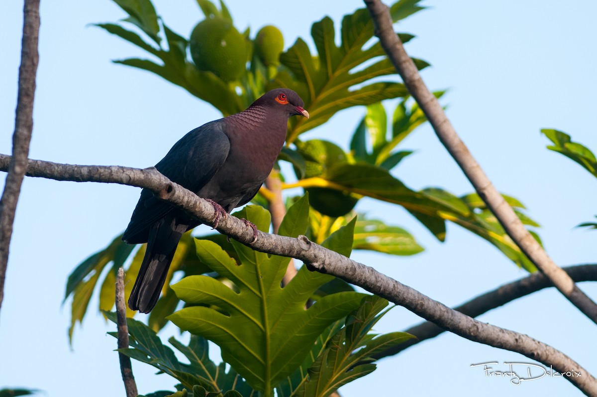 Scaly-naped Pigeon - ML62048901