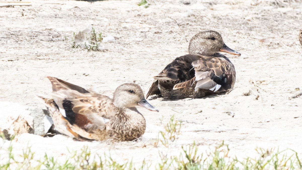 eBird Checklist - 15 Jun 2024 - San Elijo Lagoon--west - 52 species