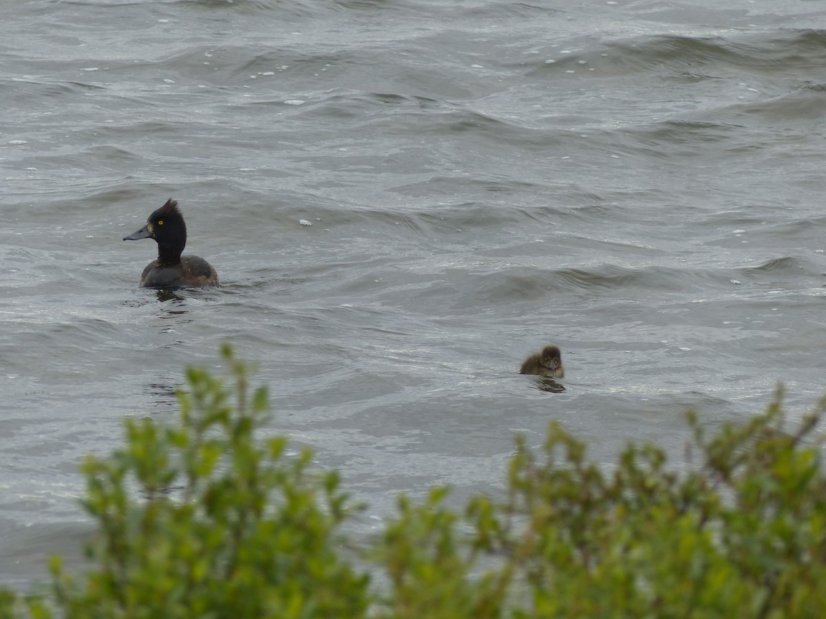 Tufted Duck - ML62049401