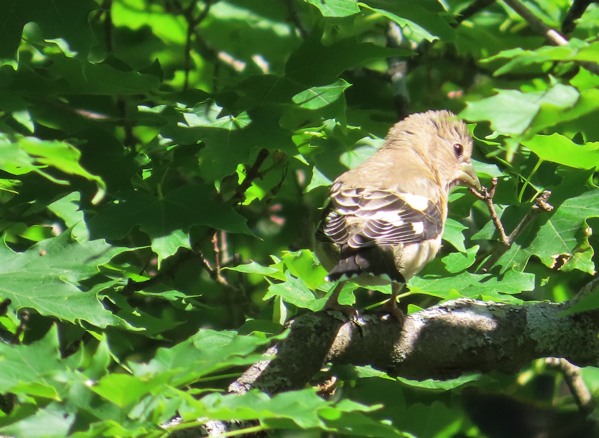 eBird Checklist 16 Jun 2024 Home, Royalston 1 species