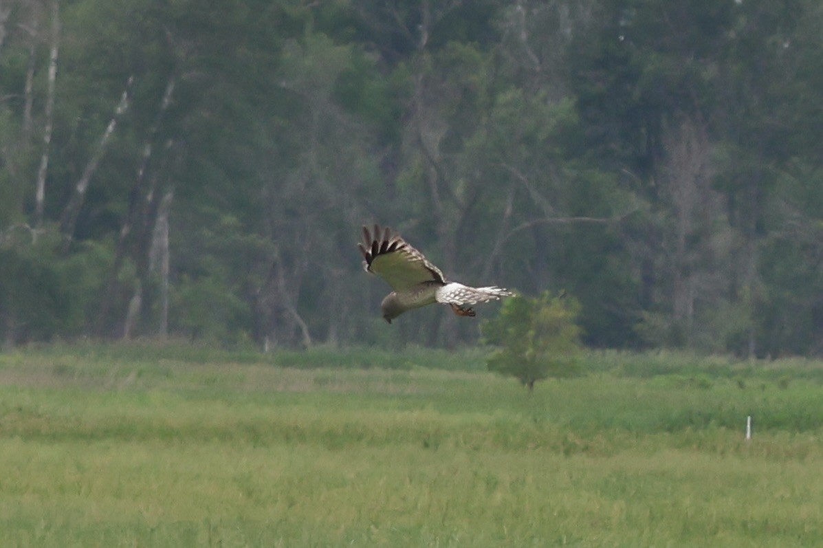 Ebird Checklist Jun Leola Marsh Swa Apache Ave Species