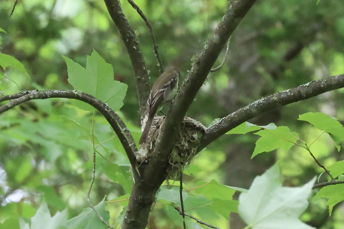 eBird Checklist - 12 Jun 2024 - Misery Bay Rd, Watersmeet, MI - 5 species