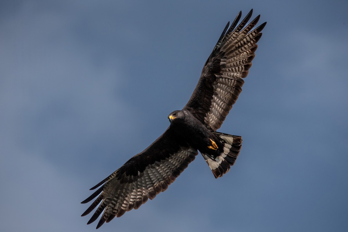 eBird Checklist - 15 Jun 2024 - Wichita Mtns Wildlife Refuge--Sunset ...