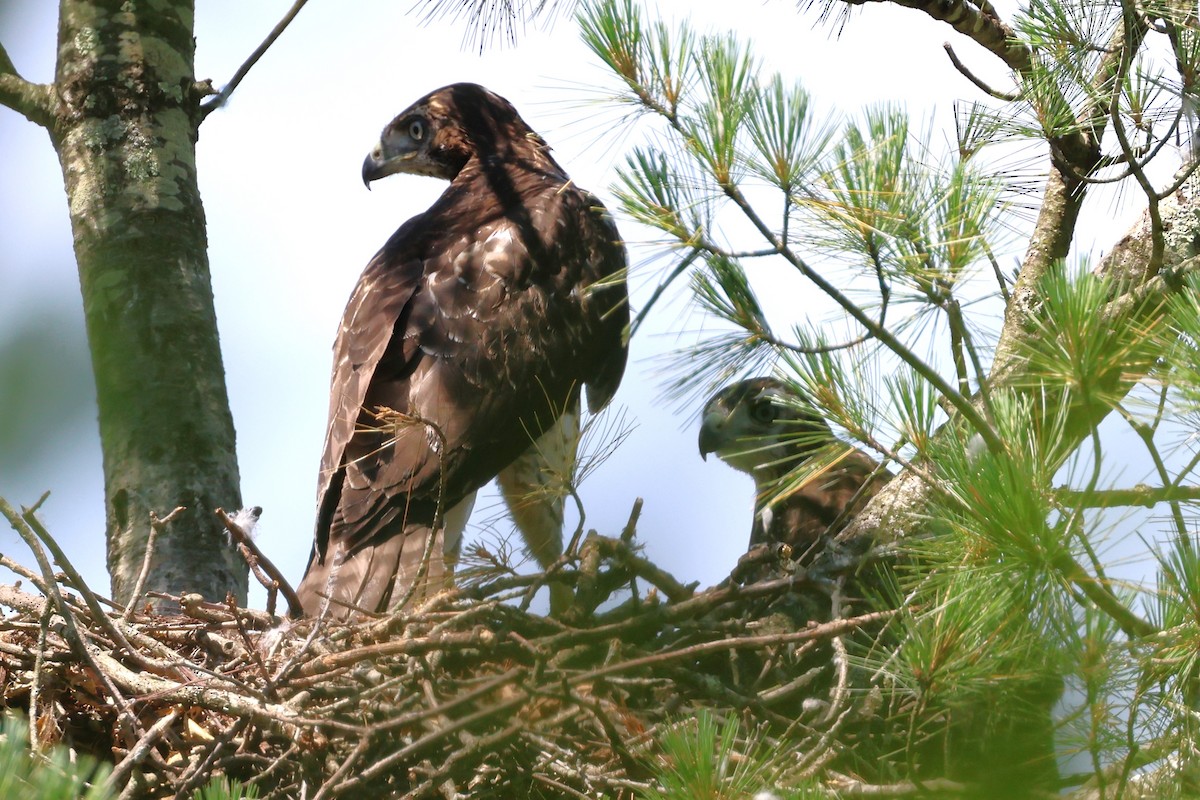 Pennsylvania Bird Atlas Checklist 16 Jun 2024 11011199 Silver