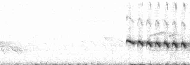 Grauband-Ameisenvogel - ML62054